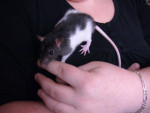 Krusty - Male Brown Rat (3 months)