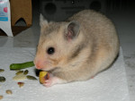 Gary - Golden Hamster (11 months)