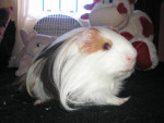 Oriol - Male Peruvian Guinea Pig (3 years)