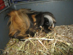 Lassie - Peruvian Guinea Pig (1 year)